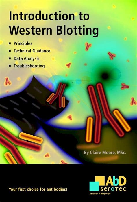 Pdf Introduction To Western Blotting Dokumentips