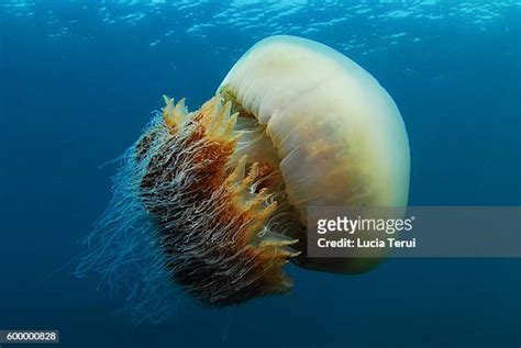 14 Nomura Jellyfish Stock Photos, High-Res Pictures, and Images - Getty ...