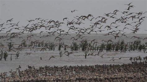 Burung Migran Di Pantai Cemara Kecamatan Sadu Tanjabtim Jadi Daya