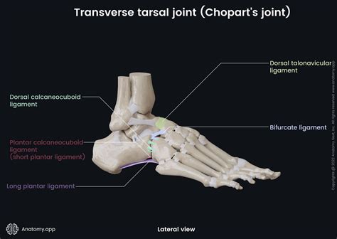 Transverse tarsal joint (Chopart's joint) | Anatomy.app