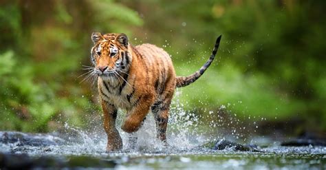 Tiger vs Anaconda: Which Powerful Animal Would Win a Fight? - A-Z Animals