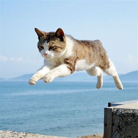 Jumping Cat Capturing The Playful Spirit Of Felines