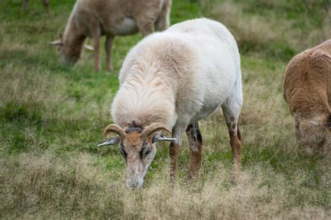 90 Free Wolf Sheep And Sheep Images Pixabay