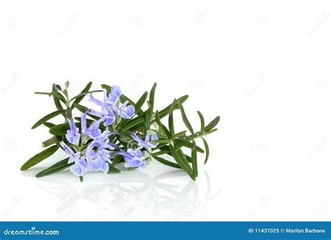Rosemary Herb In Flower Stock Image Image Of Pure Ingredient 11437025