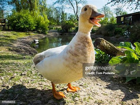 86 Baby Duck Quack Stock Photos, High-Res Pictures, and Images - Getty ...