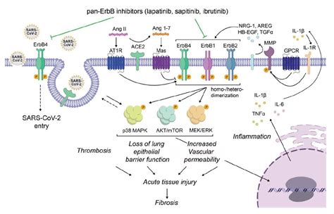 Lapatinib Mechanism Of Action