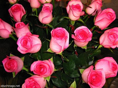 Красивые Живые Цветы Фото Картинки — Фото Картинки