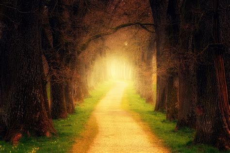 20000 Free Path And Forest Photos Pixabay