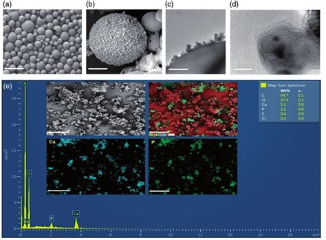 Sem Tem And Edx Analysis Results Showing The Calcium Phosphate Mineral