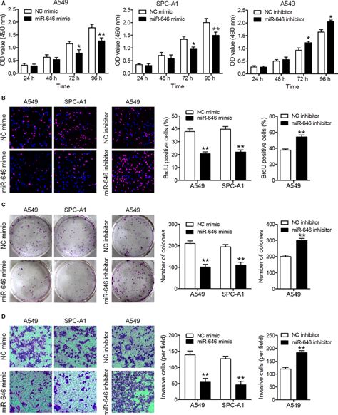 MiR646 Suppresses The Proliferation And Invasion Of NSCLC Cells In