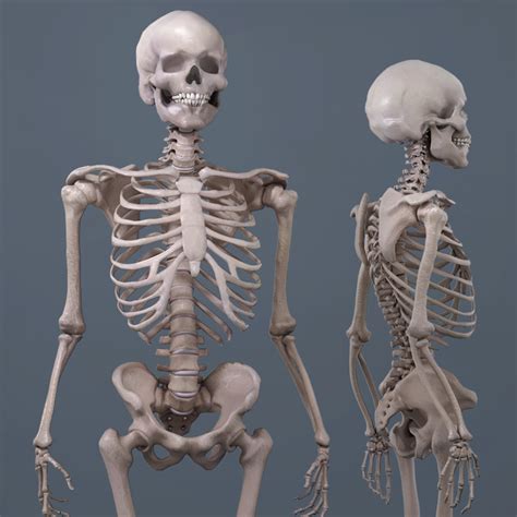 Realistic Human Skeleton 3d Model Turbosquid 1220440