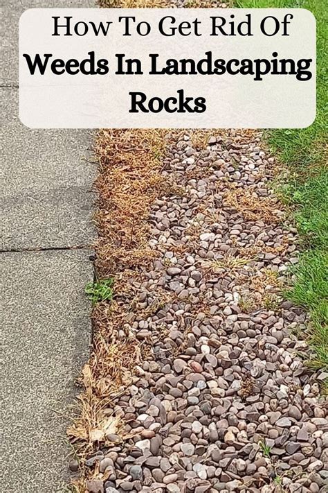 How To Get Rid Of Mosquitoes In Yard Artofit