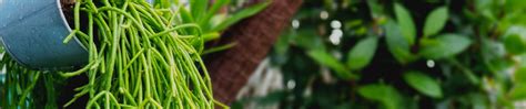 Downloads | HESI Plantenvoeding B.V.