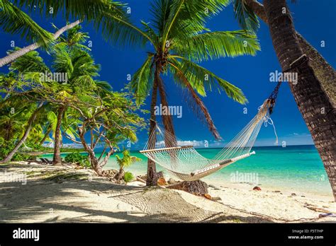Empty Hammock In The Shade Of Palm Trees On Tropical Fiji Islands Stock