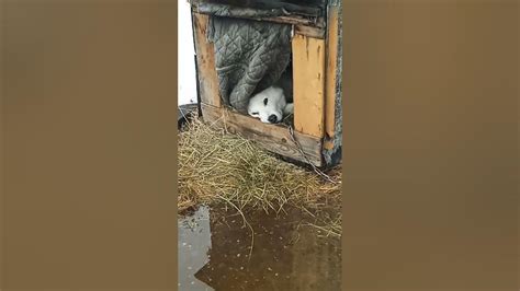 сабэка#бутка#сабака - YouTube