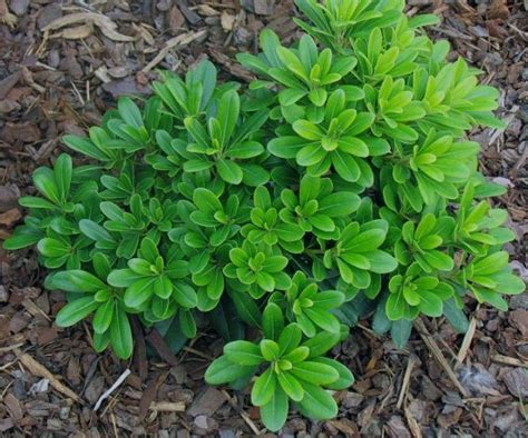 13 Best Pittosporum Varieties | Types of Pittosporum Plants