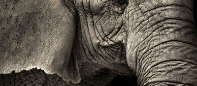 Search Naked Statues Fat Gladiators And War Elephants Pdf Salon