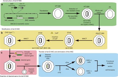 An Example Of Construction Of De Novo Generated Human Artificial