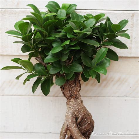 Ficus Microcarpa 5in Ginseng Bonsai Cornell Farm