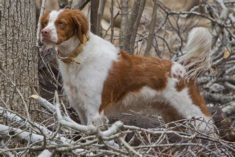 Meet the Brittany Spaniel!