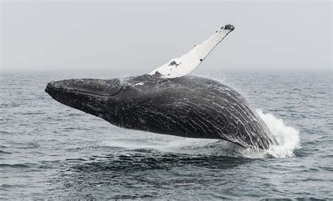 Whale Watch Three Hour Shore Excursion in Boston