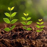 Регуляторы роста растений. Товары и услуги компании "ОДО "Центр ...