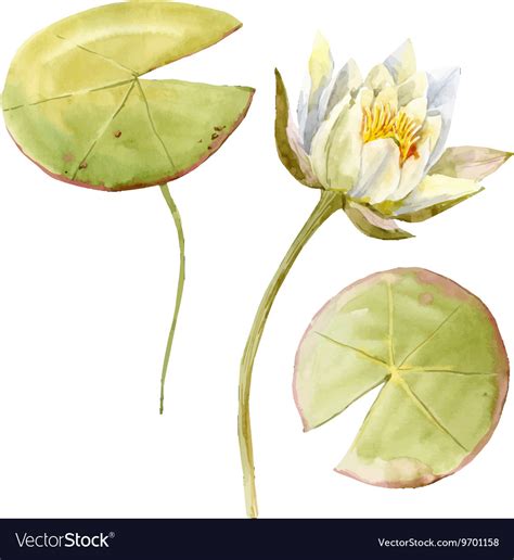 Watercolor Lotus Flower Royalty Free Vector Image