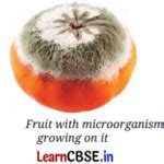 The Invisible Living World Beyond Our Naked Eye Class Notes Science Chapter Learn CBSE