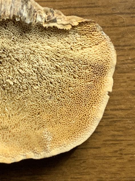 Trametes hirsuta (Hairy Bracket) - Mushrooms of CT