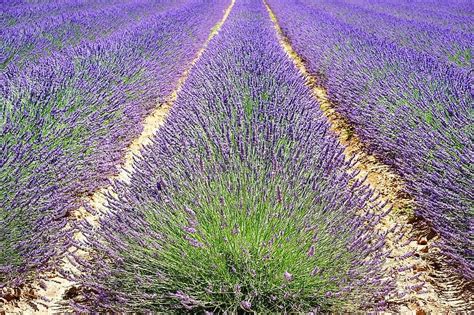 Lavender Lavender Field Lavender Flowers Blue Flowers Purple