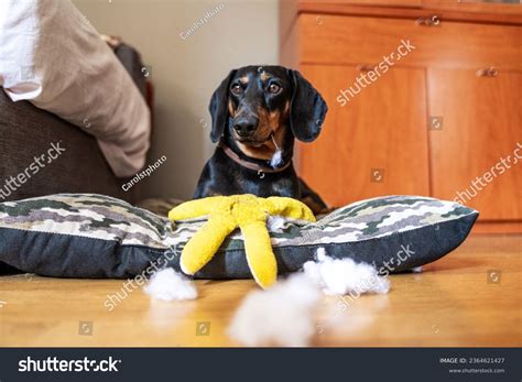 30 Dog Tearing Stuffing Out Images Stock Photos And Vectors Shutterstock