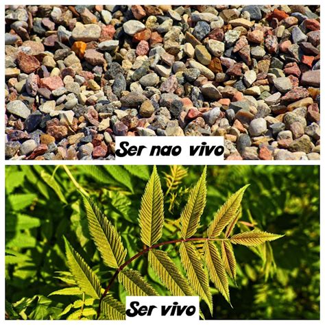 São Exemplos De Seres Vivos Plantas E Minerais - Blog Profissão Professor : Plano de aula Meio Ambiente os seres vivos e ...