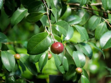 Camellia japonica - fernöstliche Blütenpracht im frühen Frühjahr