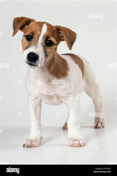 Dollzis Jack Russell Puppy Ears