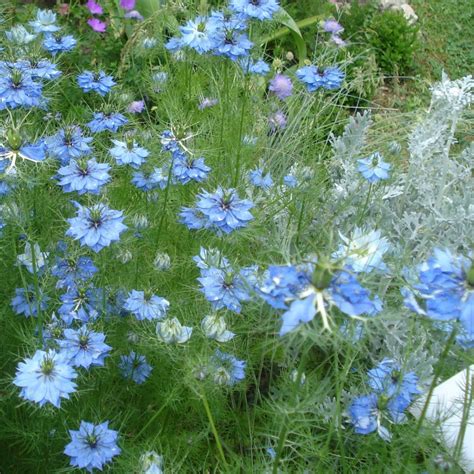 Nigella Damascena Yougardener