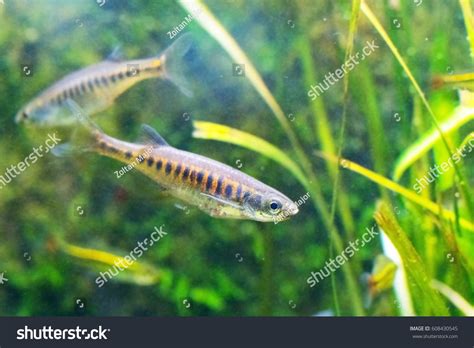 Zdjęcie Stockowe „lamp Eye Congo Tetra Swims Between” 608430545 Shutterstock