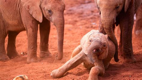 Elefante Da Savana Africana YouTube