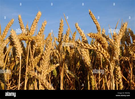 Wheat farming -Fotos und -Bildmaterial in hoher Auflösung – Alamy