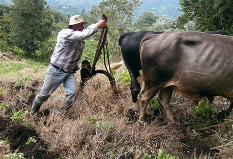 Oxen Plowing 3 Free Stock Photo Public Domain Pictures