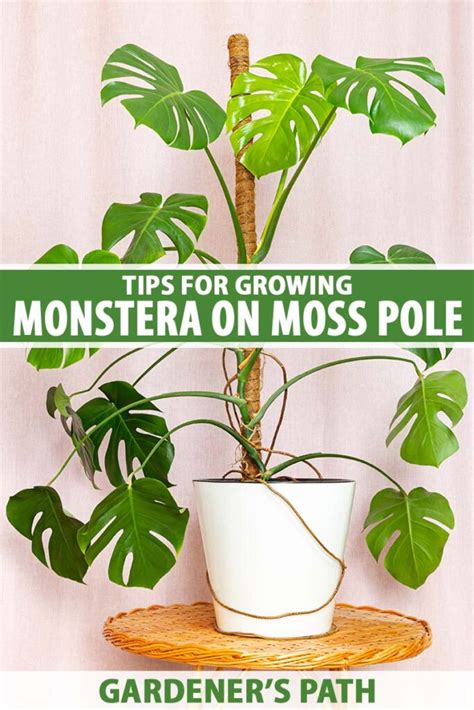 How To Grow Monstera On A Moss Pole Gardeners Path