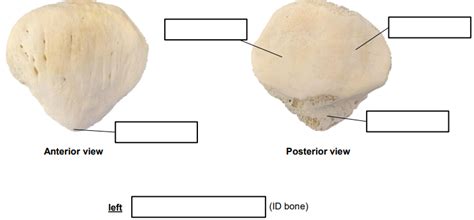 Patella Diagram Quizlet