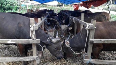 Harga Sapi Dan Kambing Kurban Terkini Jelang Idul Adha Mulai Rp