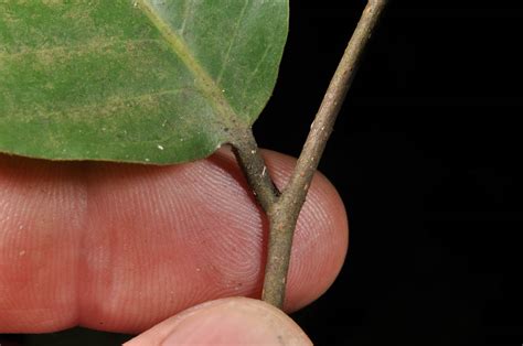 Shorea Plant2 Dipterocarpaceae Image 63966 At PhytoImages Siu Edu