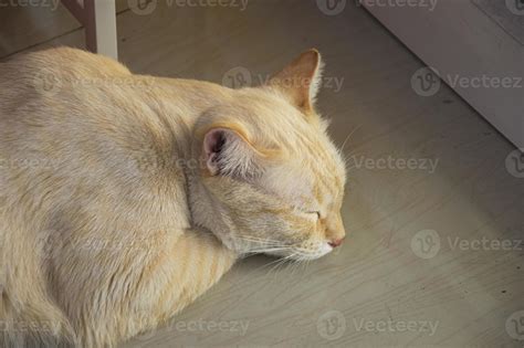 top view while sleeping white and yellow cat 20823204 Stock Photo at Vecteezy