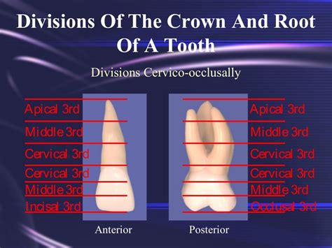 Tooth Morphology Basics