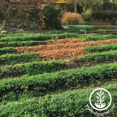 Garden Cover Crop Seed Mix | Non-GMO Gardening Cover Crop Seed Blend