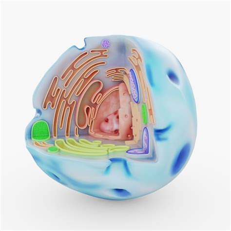 3D model Human Cell Visualization | CGTrader