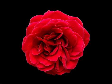 Rose Red Flower Black Background Pikist