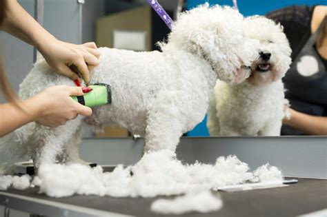 Bichon Frise Pros & Cons: What To Consider Before Bringing One Home | Hepper