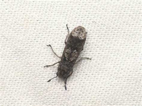 Genus Ozotomerus · iNaturalist